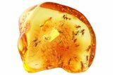 Fossil Fungus Gnat Swarm (Sciaridae) In Baltic Amber - ~ Gnats! #357912-1